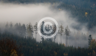 Bild zeigt Wald, Nebel