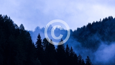 Bild zeigt Wald, Nebel,